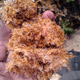 Sphagnum moss acts as a natural fire suppressor in peatlands, but it’s often lost when these ecosystems are drained.